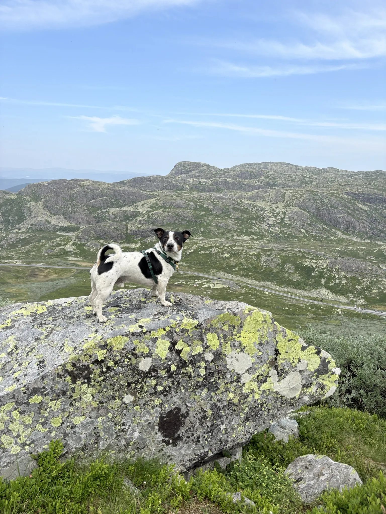 A small dog standing on a lichen-covered boulder above the valley