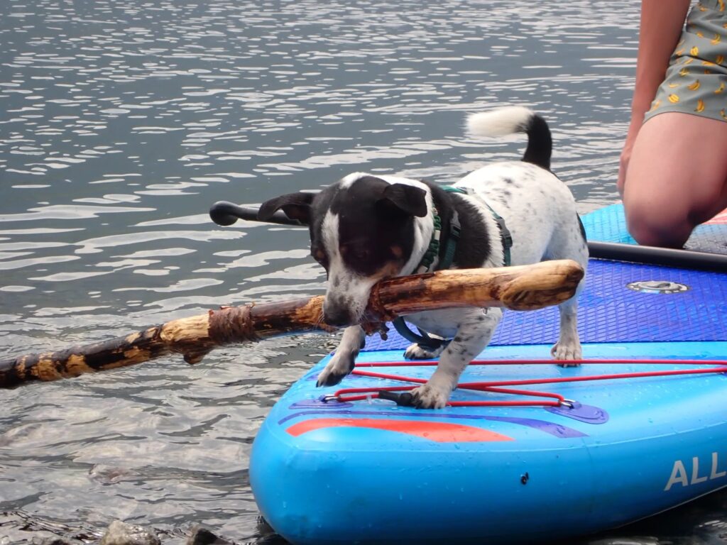 A small black and white dog carrying a large stick onto a paddle board