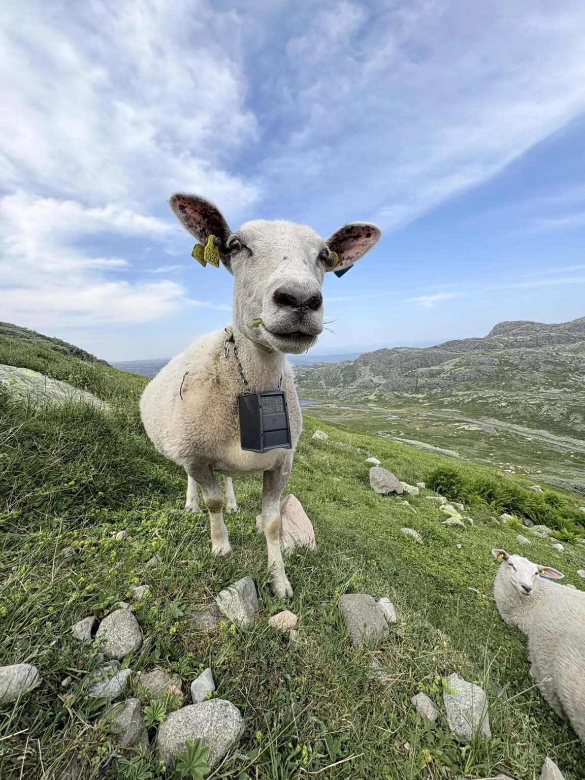 A curious sheep looks straight into the lens on a Norwegian mountain slope