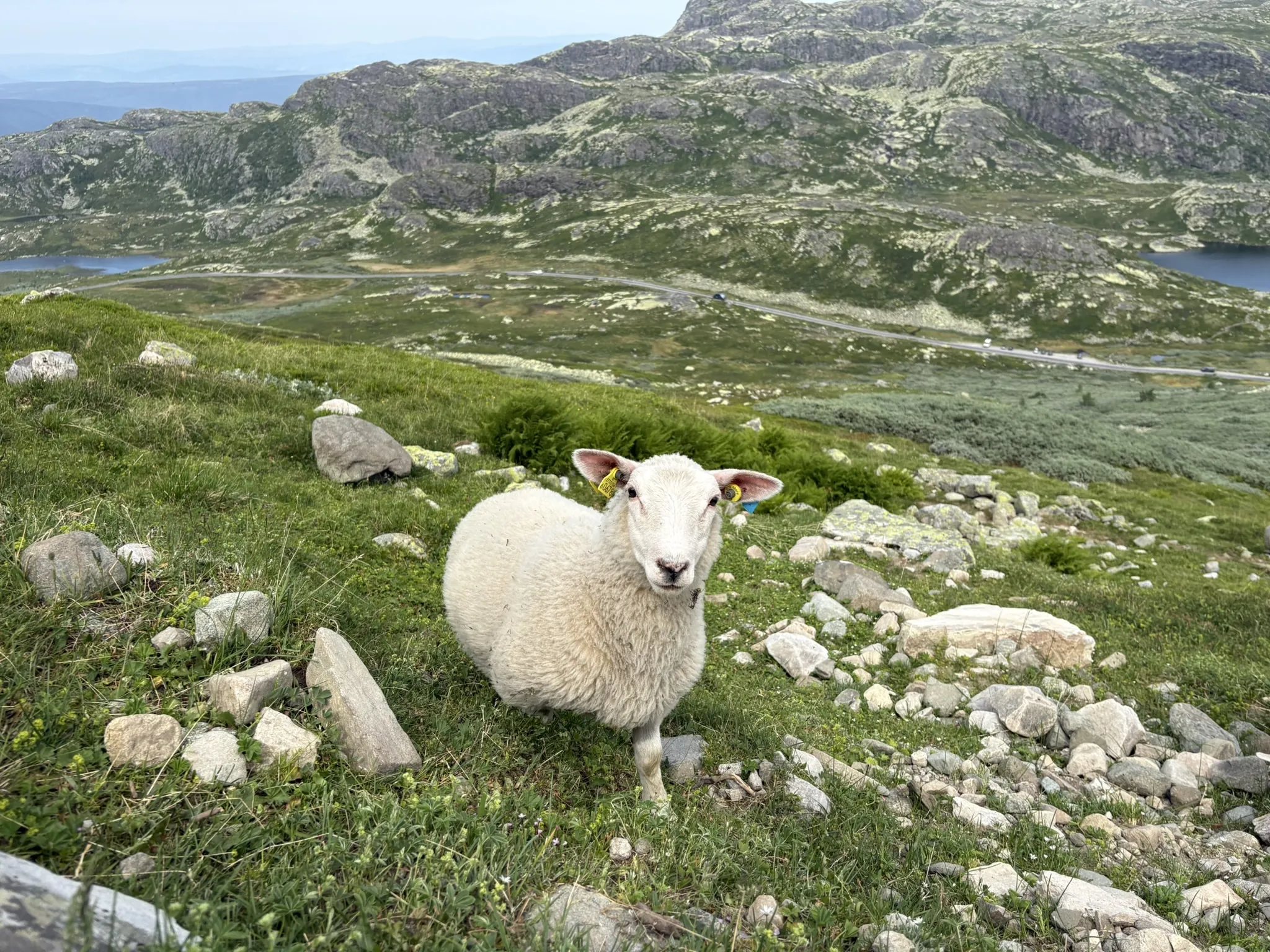 A sheep on a rocky hillside, with the valley road and lakes far below