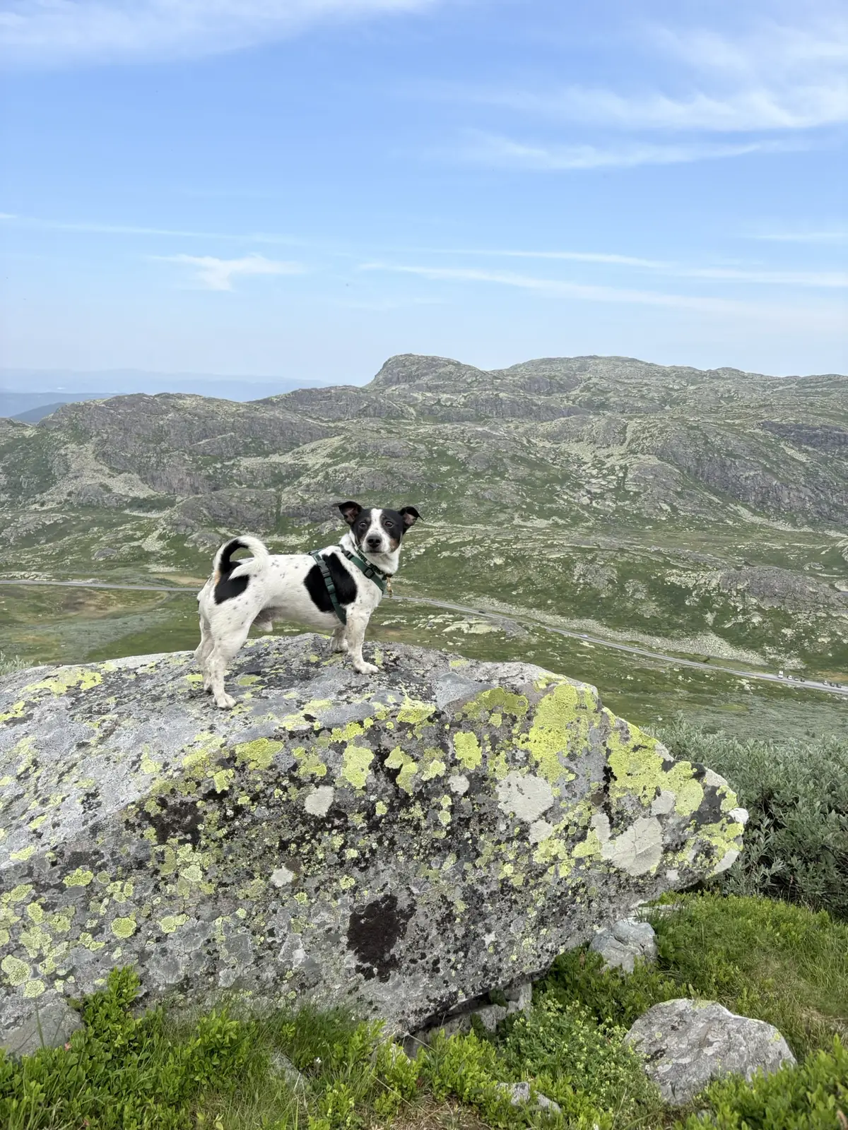 Een kleine zwart-witte hond staat op een rots vol korstmos, boven een weids berglandschap